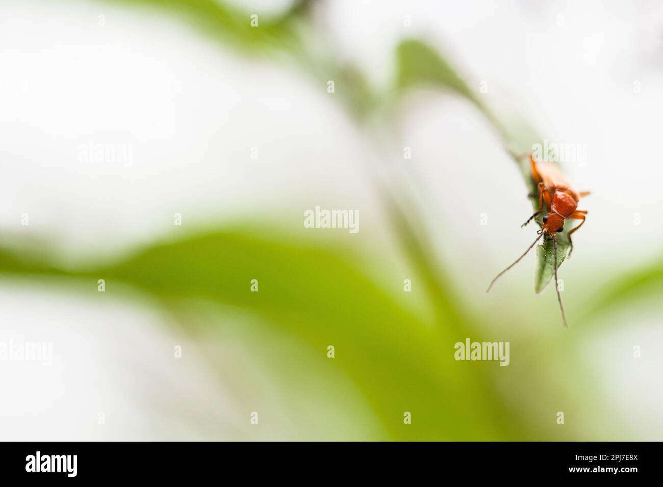 Un scarabeo soldato rosso si inanella su una punta di foglia. Foto Stock