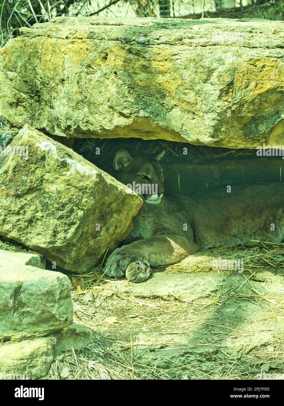 Deadly Puma che fa un pisolino sotto una roccia allo zoo di Topeka. Questi animali sono nativi degli Stati Uniti e del Nord America. Foto Stock