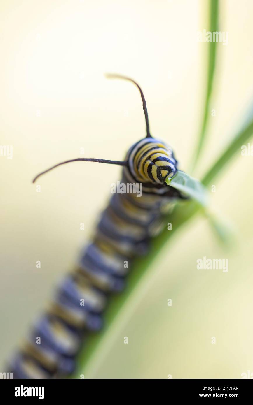 Monarch Butterfly Caterpillar, Danaus plexippus su Milkweed Foto Stock