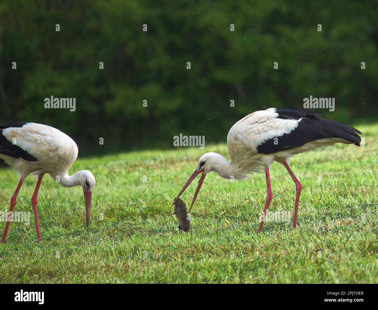 Due cicogne in cerca di cibo Foto Stock
