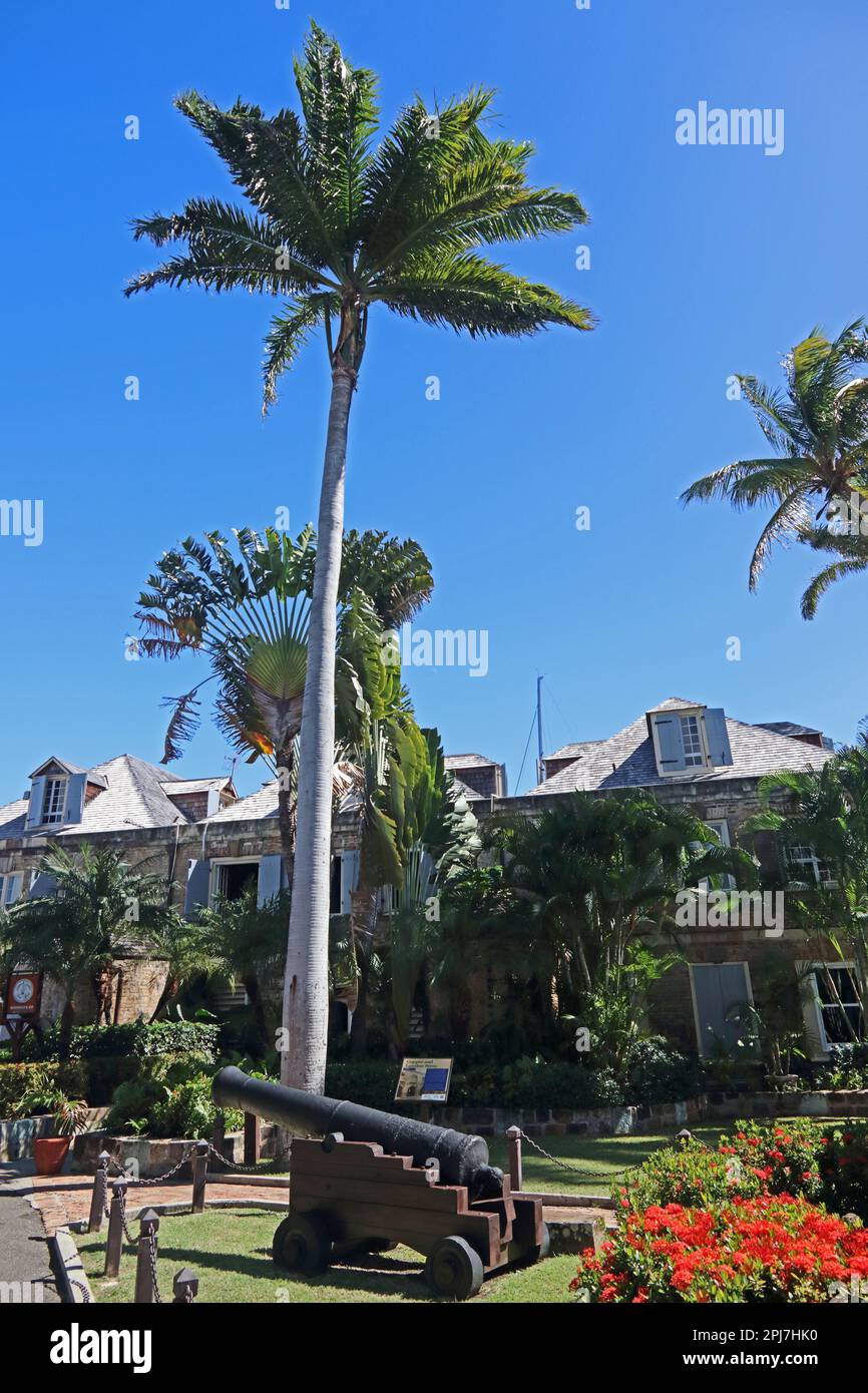 La palma reale piantata da sua Regina Elisabetta, Nelsons Dockyard, Antigua Foto Stock