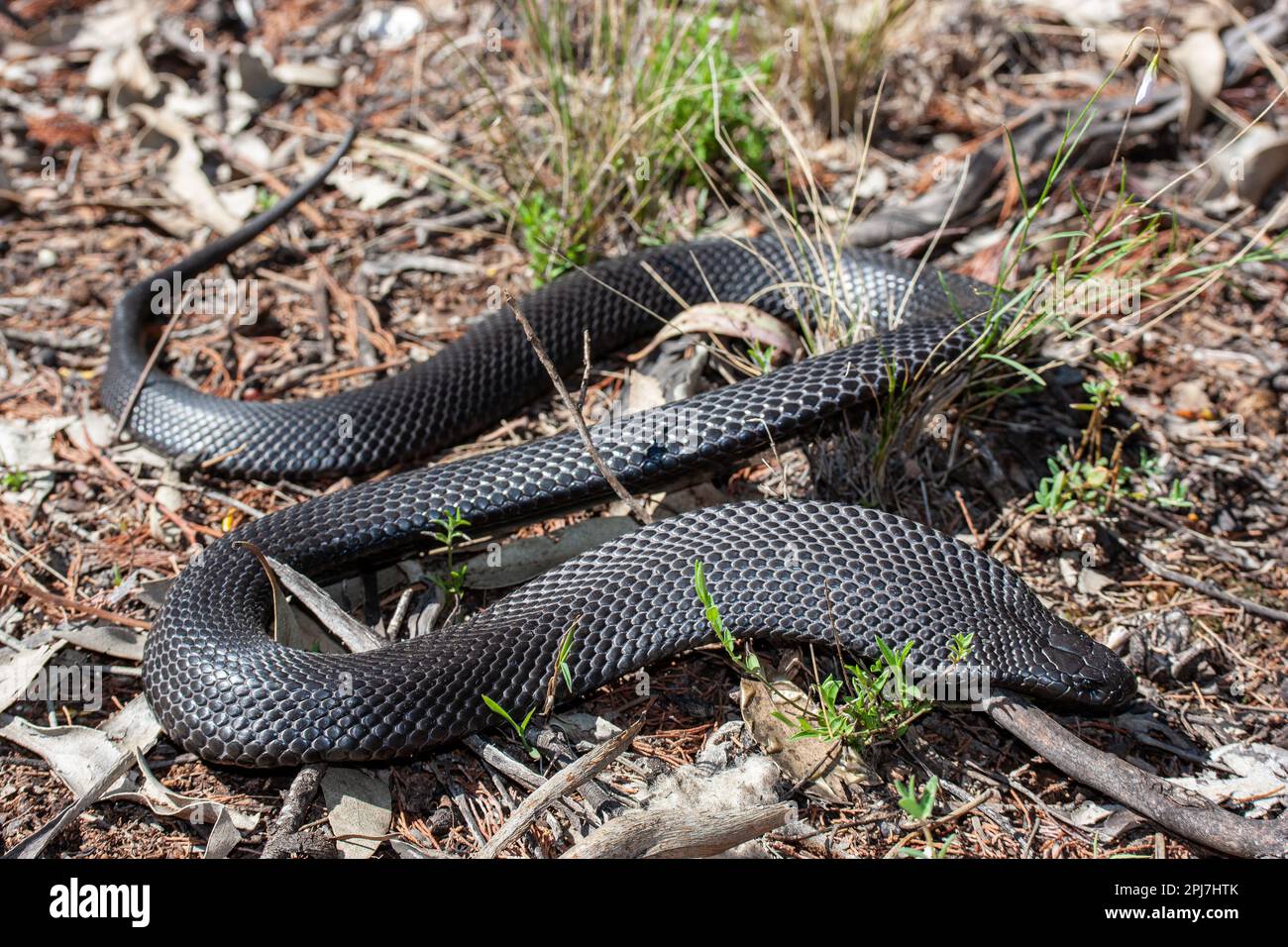 Serpente nero australiano punteggiato o blu-bellied Foto Stock