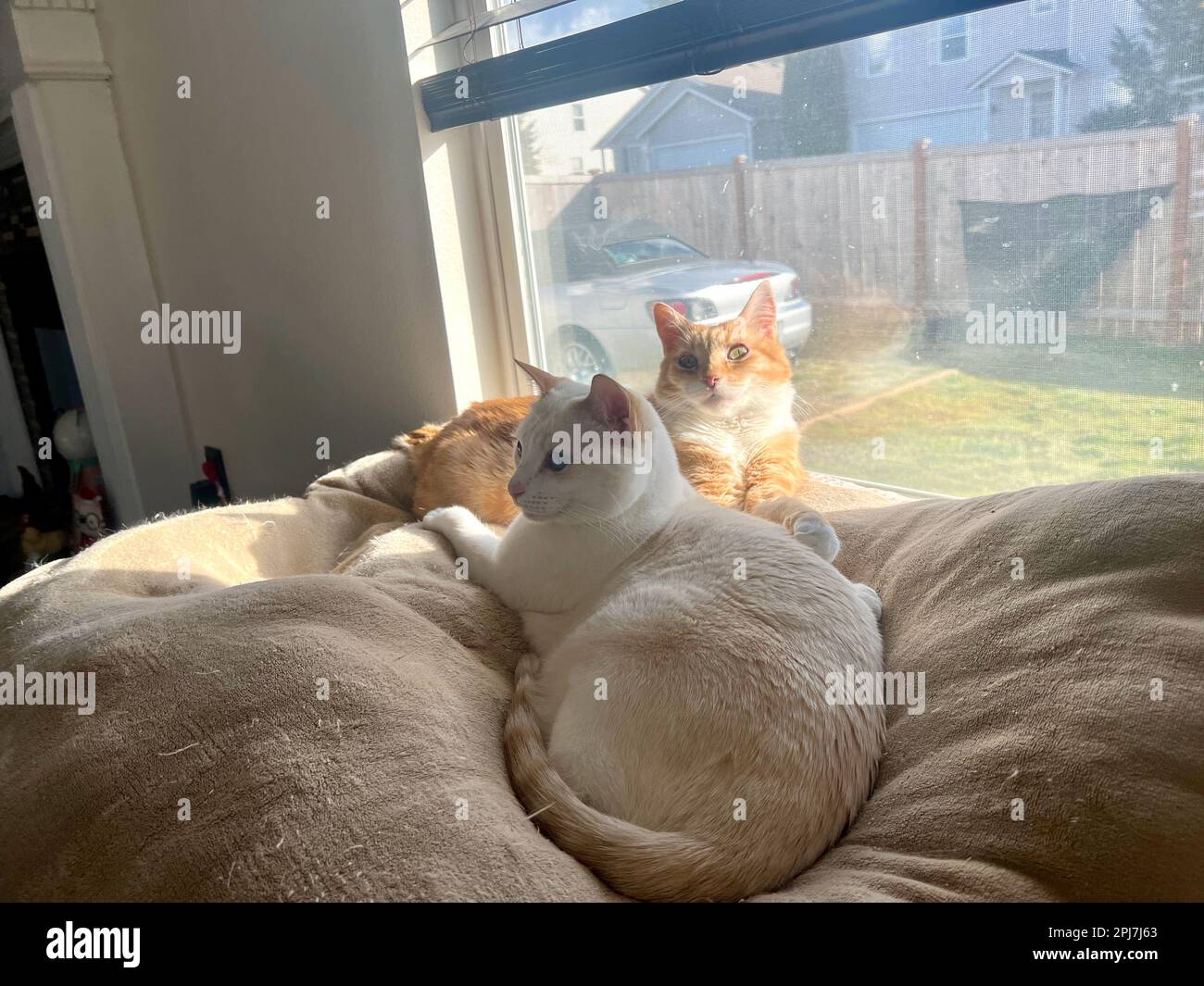 I miei gatti vivono vite migliori Foto Stock