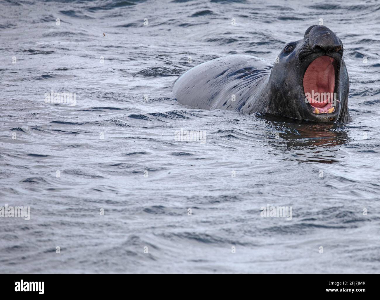 Un maschio, toro, foca dell'elefante meridionale, Mirounga Leonina, vicino a Whale Point sulle Isole Falkland. Foto Stock