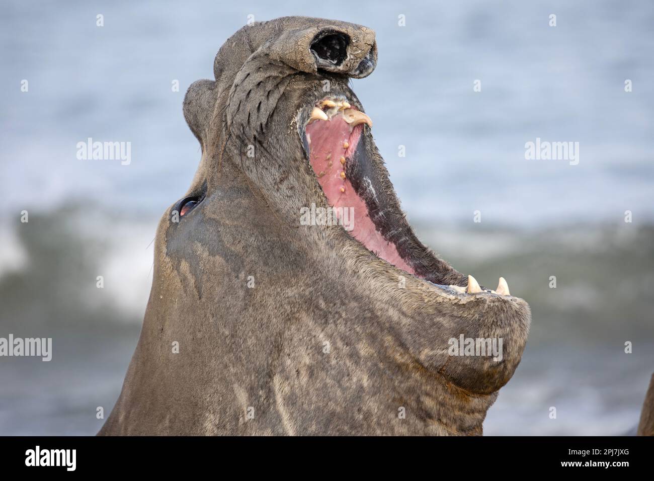Un maschio, toro, foca dell'elefante meridionale, Mirounga Leonina, vicino a Whale Point sulle Isole Falkland. Foto Stock