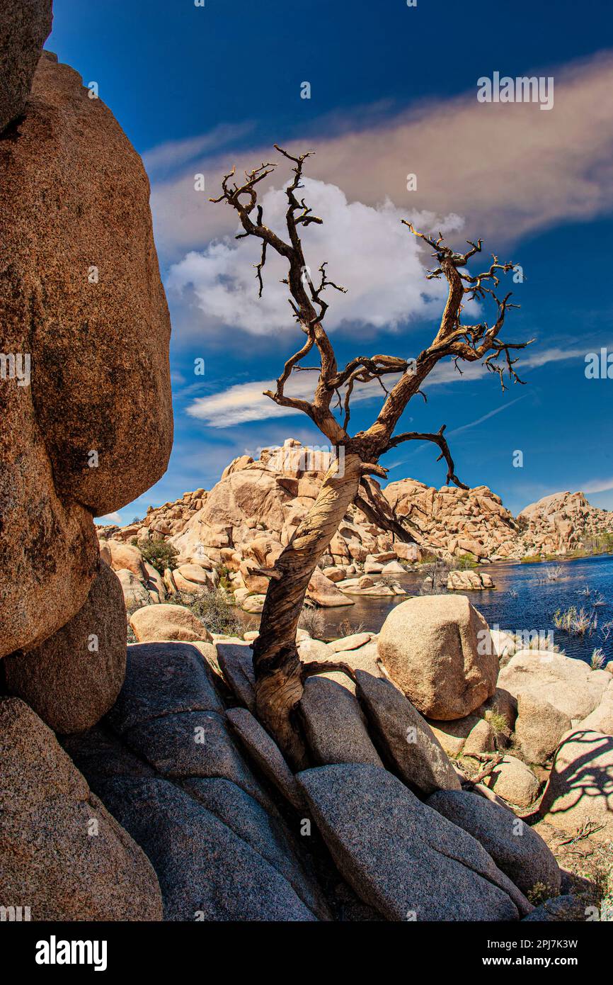 Spettacolare paesaggio desertico trovato nel Parco nazionale di Joshua Tree Foto Stock