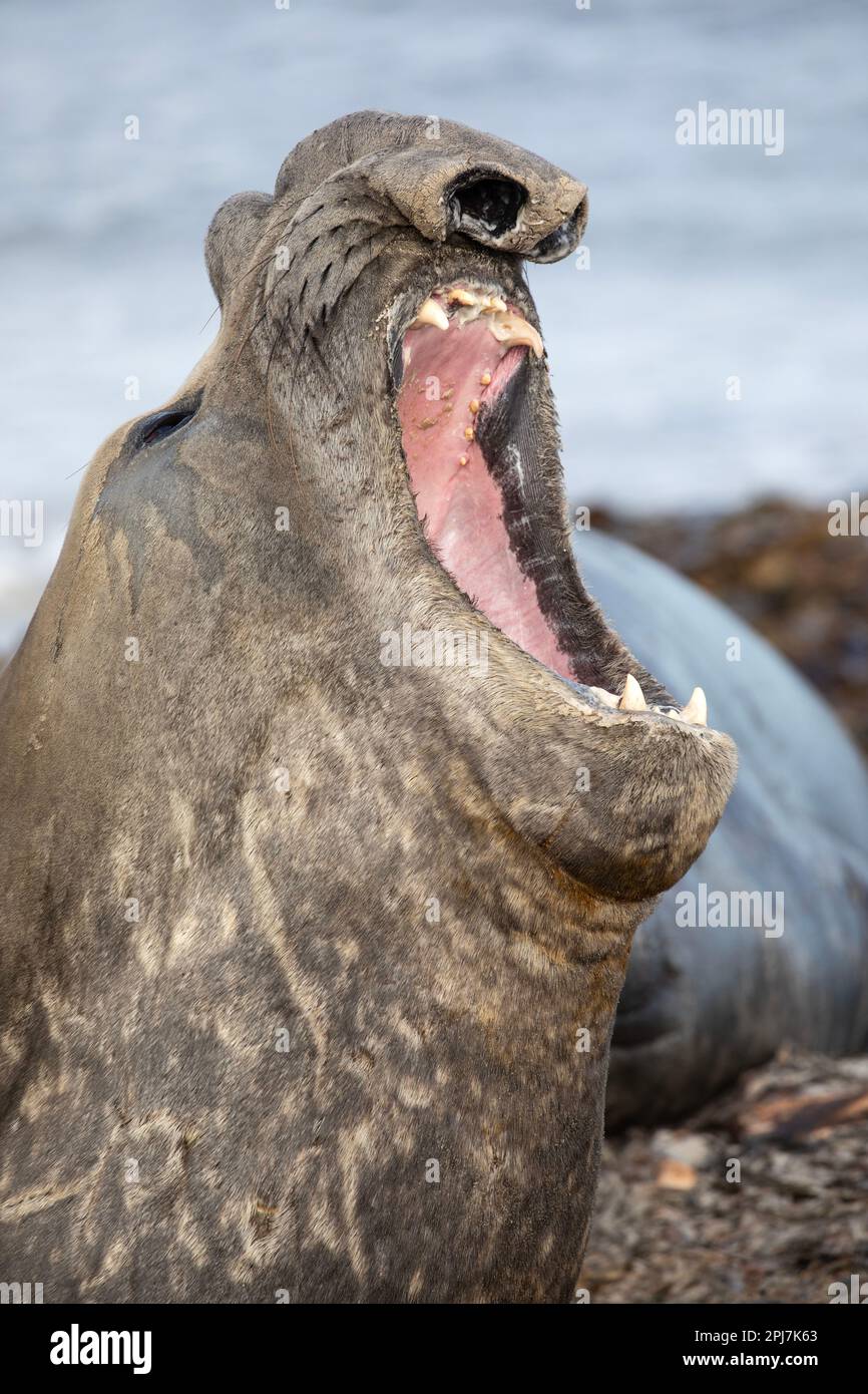 Un maschio, toro, foca dell'elefante meridionale, Mirounga Leonina, vicino a Whale Point sulle Isole Falkland. Foto Stock