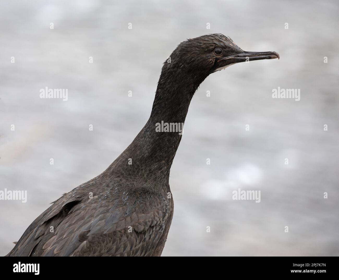 Uno Shag di roccia giovanile, Phalacrocorax Magellanicus, sulle Isole Falkland. Foto Stock