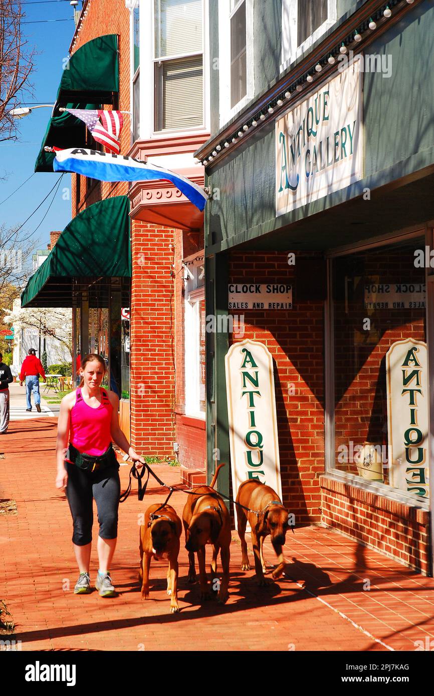 Una giovane donna cammina i suoi tre cani passando i negozi e le piccole imprese nel centro di Fredericksburg, Virginia Foto Stock