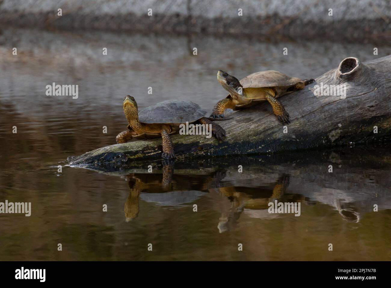 Tartaruga Western Pond in California Foto Stock