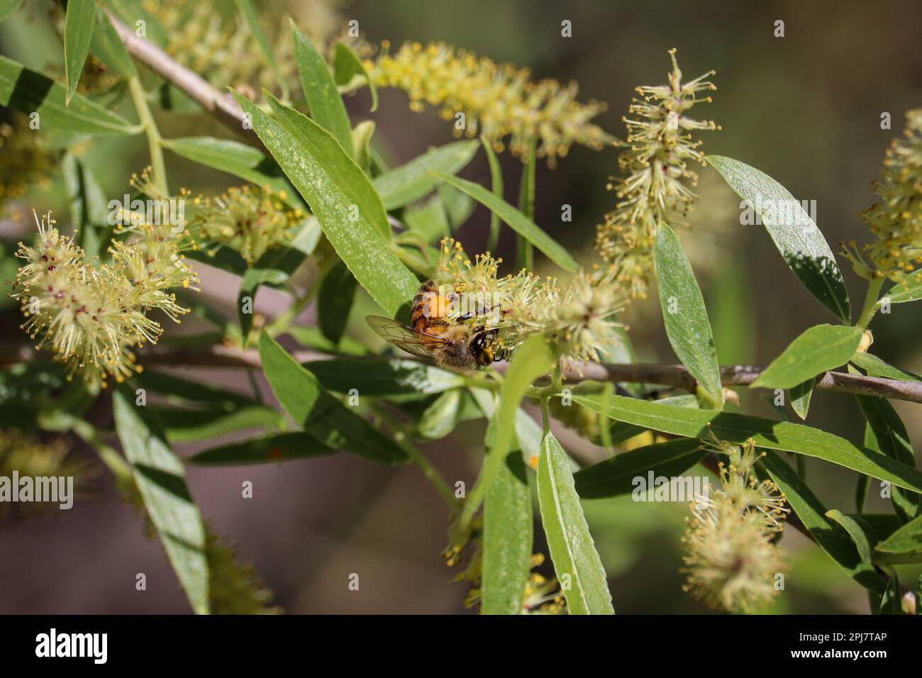Western honeybee o API mellifera che si nutrono di alcuni fiori di albero mesquite al ranch d'acqua Riparian in Arizona. Foto Stock