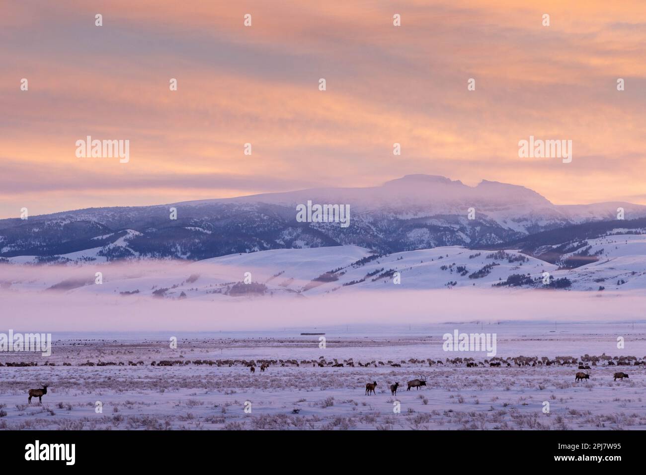 Una grande mandria di alci che naviga sotto il picco degli Indiani addormentati all'alba. National Elk Refuge, Wyoming Foto Stock