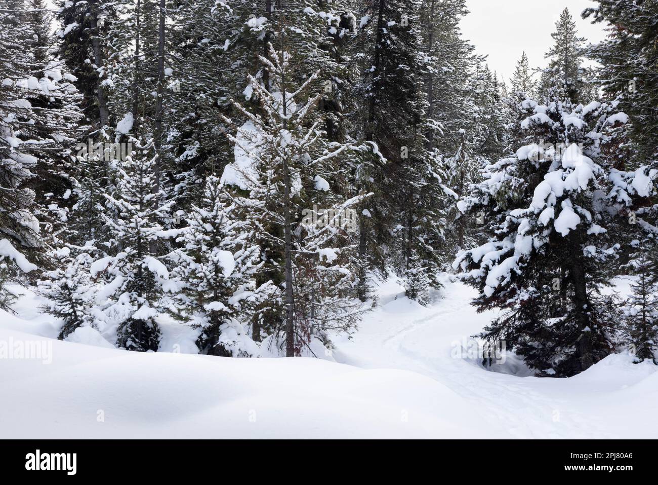 Il Sentiero del Bosco sepolto nella neve mentre si snoda attraverso i fitti boschi. Grand Teton National Park, Wyoming Foto Stock