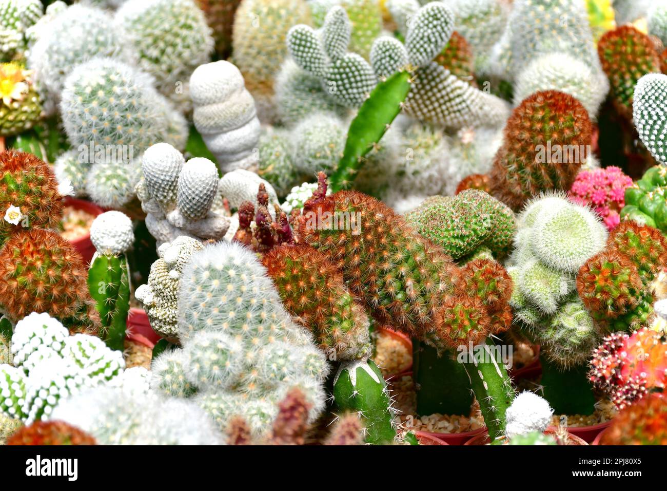 Mammillaria spp., echinopsis spp., Gymnocalycium spp. e altri piccoli cactus in fondo misto cactus nella fattoria aperta cactus. Foto Stock