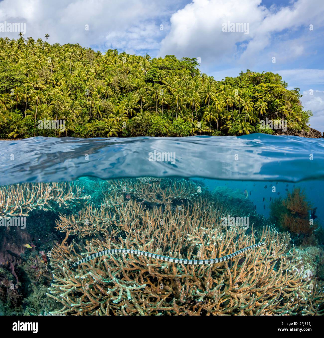 Un colpo spaccato di un serpente di mare dalle labbra gialle velenose, la Laticauda colubrina, conosciuta anche come un krait di mare, che cruda su una barriera corallina poco profonda nelle Filippine Foto Stock