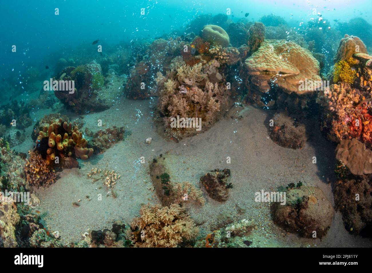 Bolle di solfuro di idrogeno altamente acido (H2S) che emanano dalla sabbia al largo dell'isola vulcanica di Apo, Filippine. Foto Stock