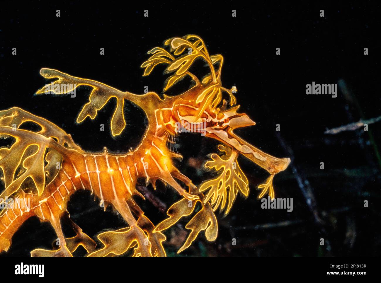 Questo drago verde, Phycodurus eques, è perfettamente mimetato contro la vita vegetale sotto un molo fino Spencer Gulf in South Australia. Foto Stock