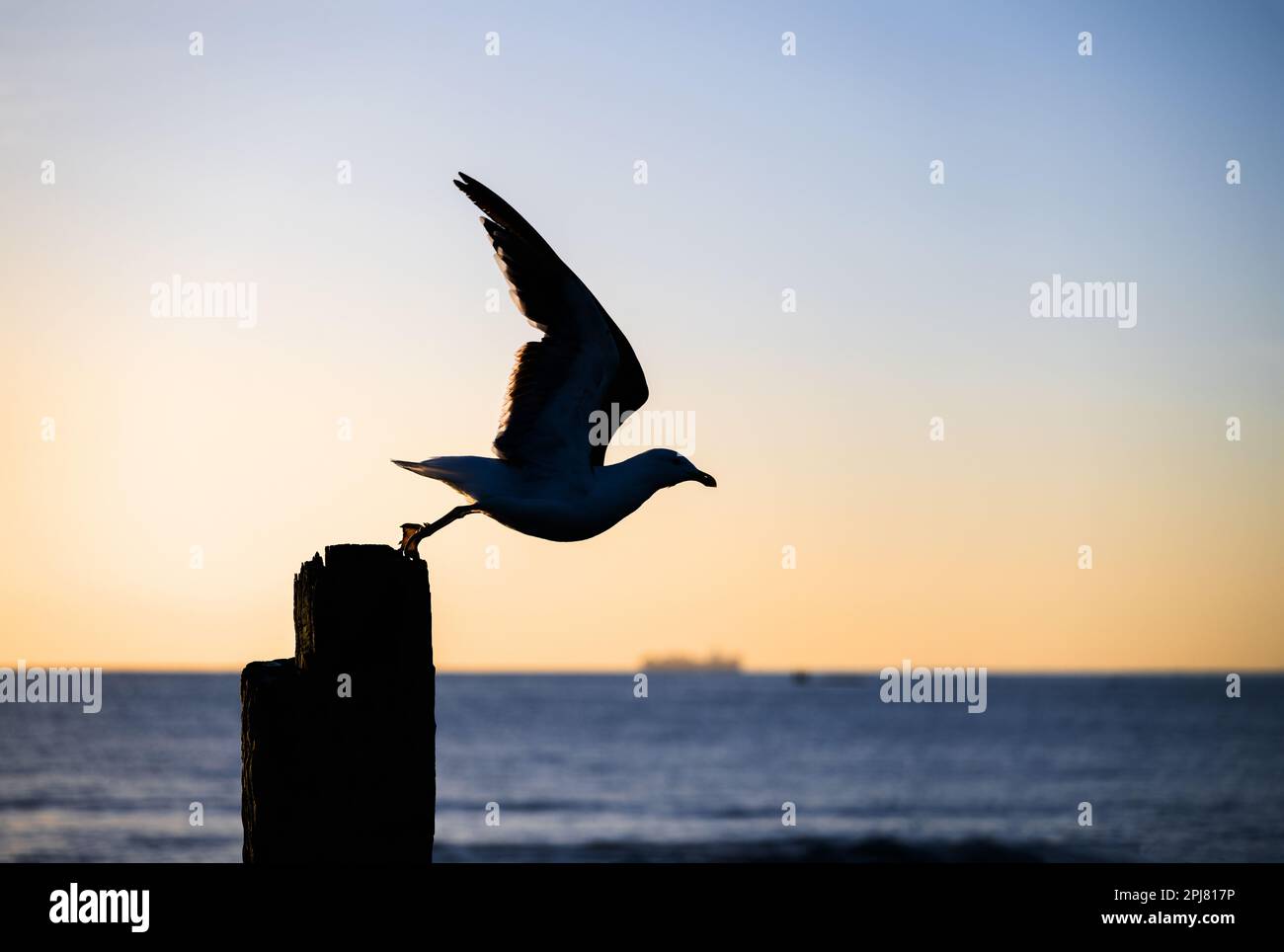 Immagine di silhouette del gabbiano che si allontana dal palo di legno. Foto Stock