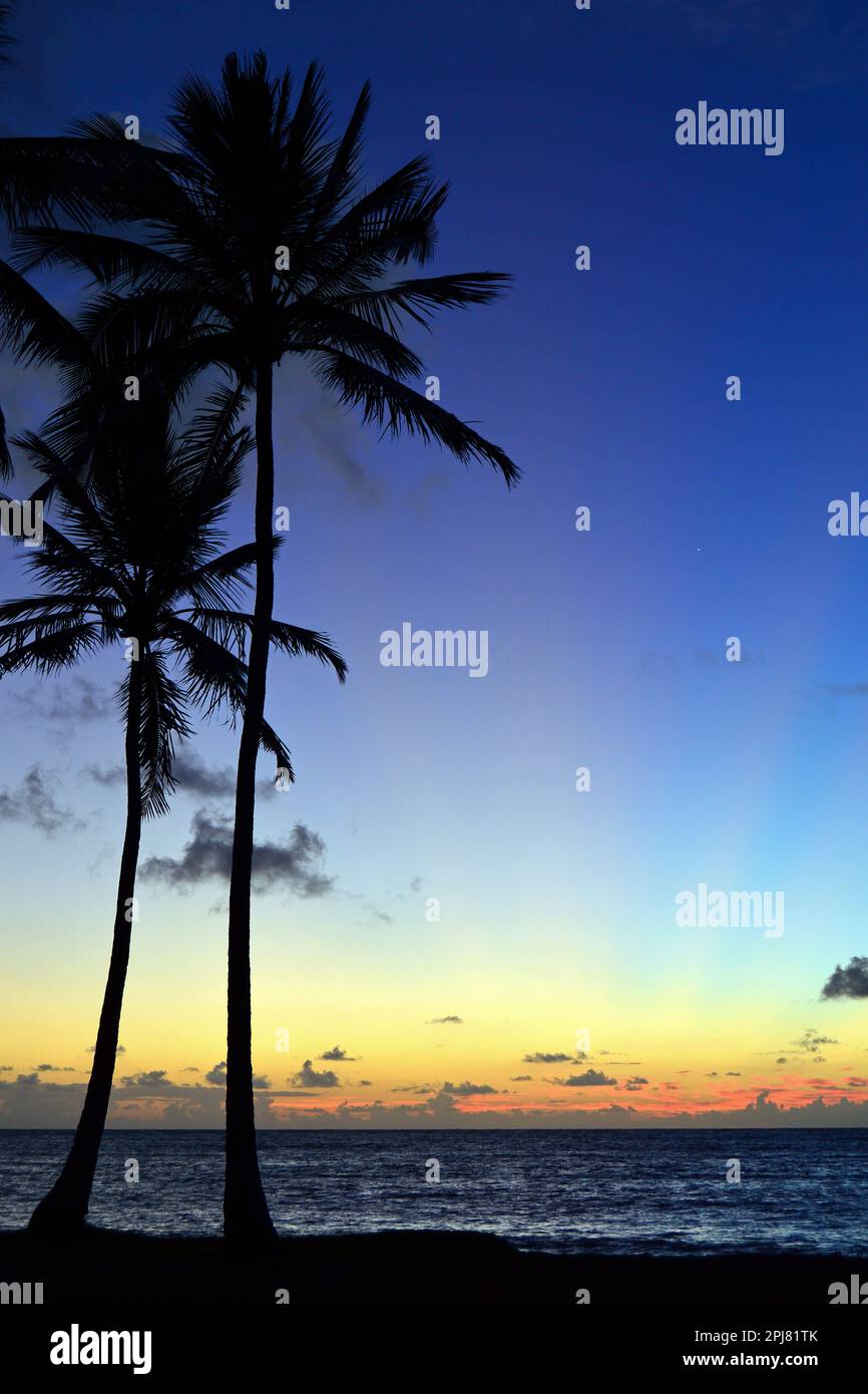 Un'alba tropicale rende una palma ondeggiante in silhouette in una bella vacanza mattutina alle Hawaii Foto Stock
