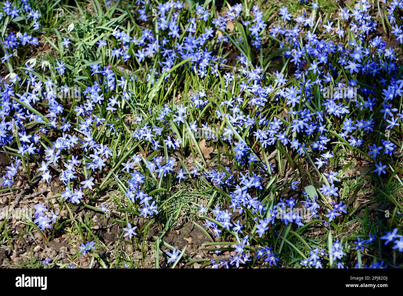 Piccoli fiori di primavera blu il 30th marzo dalla Laguna di Wade all'University Circle di Cleveland Foto Stock