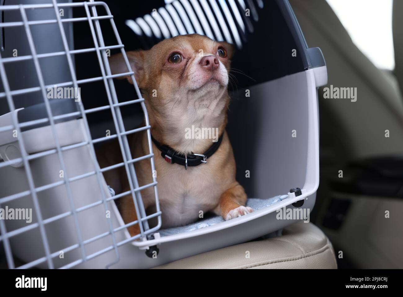 Piccolo Chihuahua in compagnia di trasporto in auto, primo piano Foto Stock