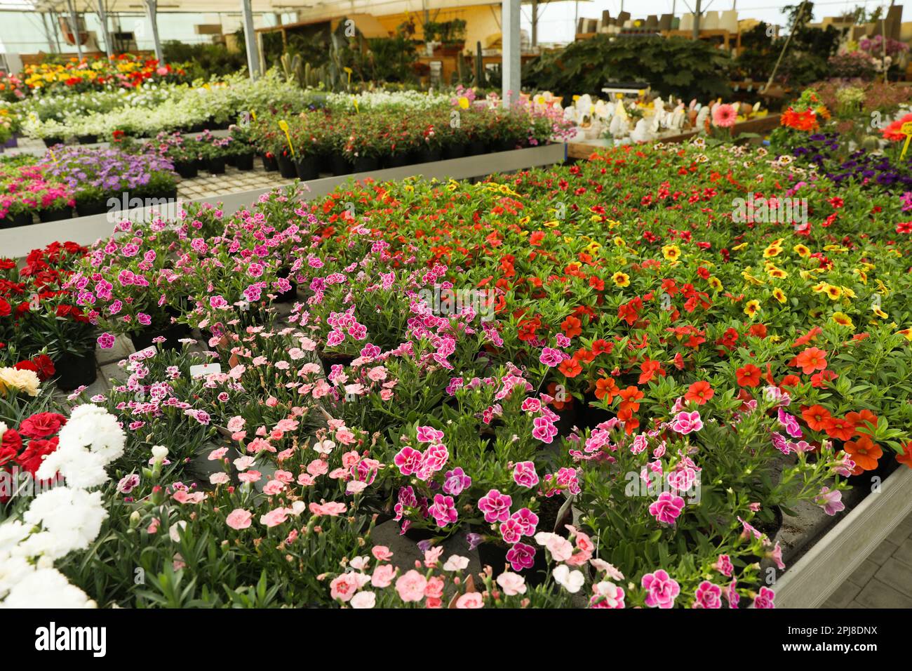 Molte diverse belle piante fiorite nel centro giardino Foto Stock