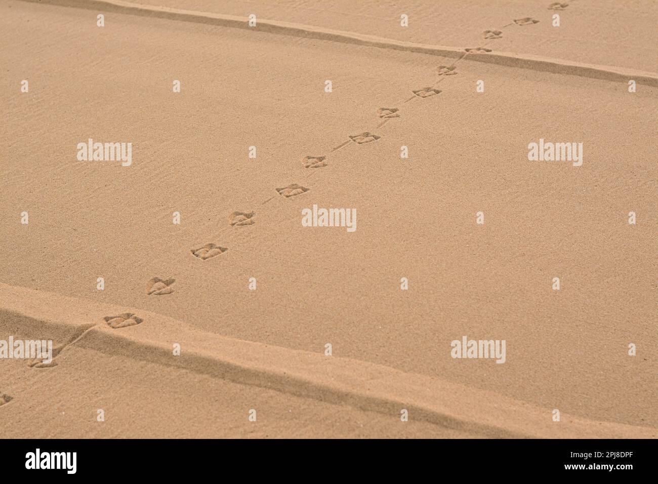 Bird tracks sulla spiaggia di sabbia. Spazio per il testo Foto Stock