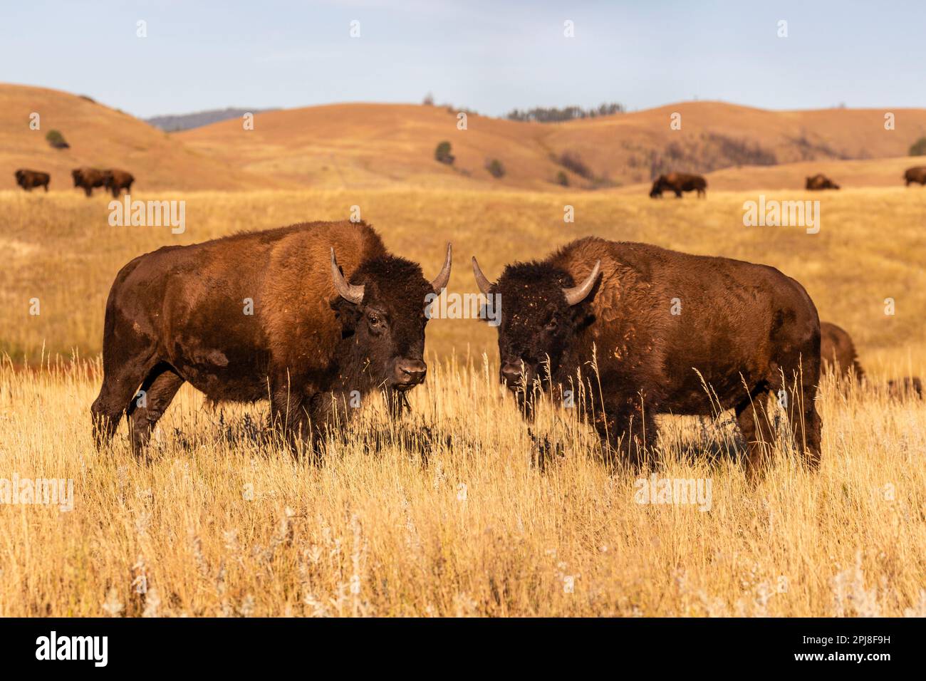 Buffalo/Bison on the Prairie al Custer state Park, Black Hills, South Dakota, Stati Uniti d'America Foto Stock