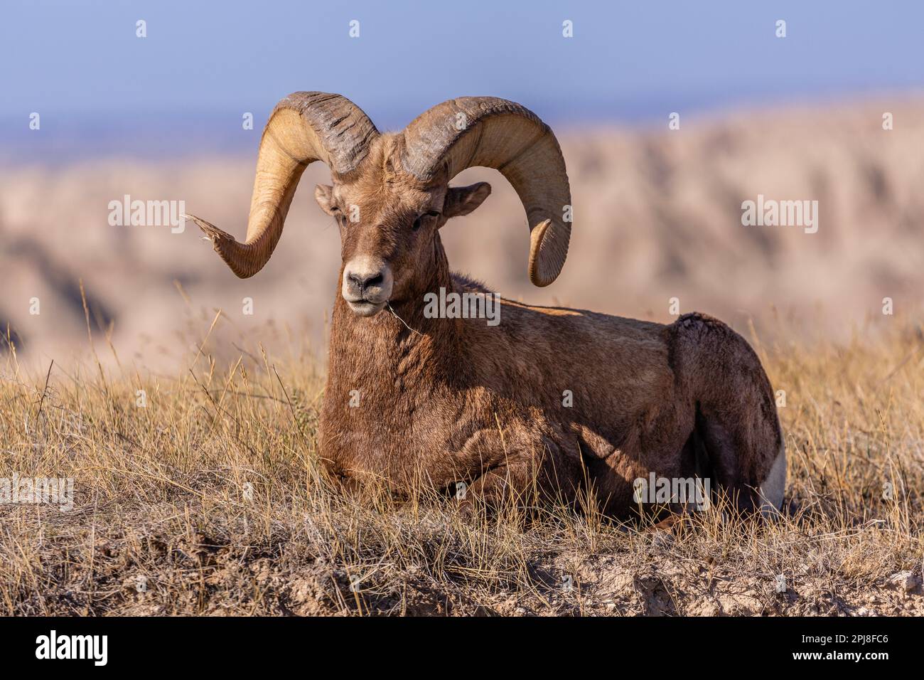 Bighorn Sheep al Passo Bigfoot del Badlands National Park, South Dakota, Stati Uniti d'America Foto Stock