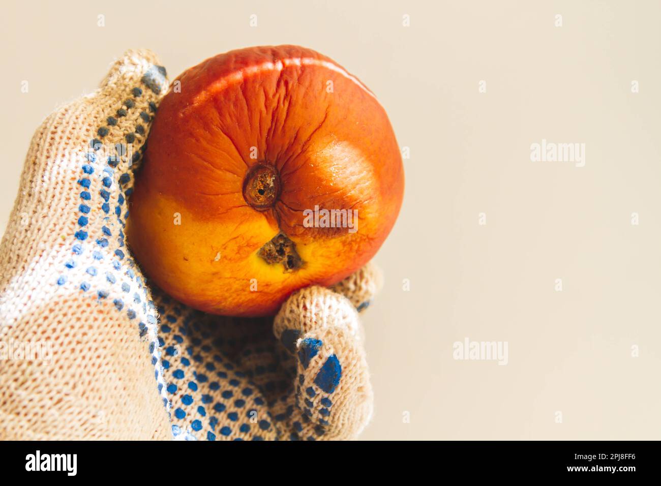 Mela marcio al sole. Frutta deputrita. Malattie di frutta di mela. Controllo di peste.. Foto Stock