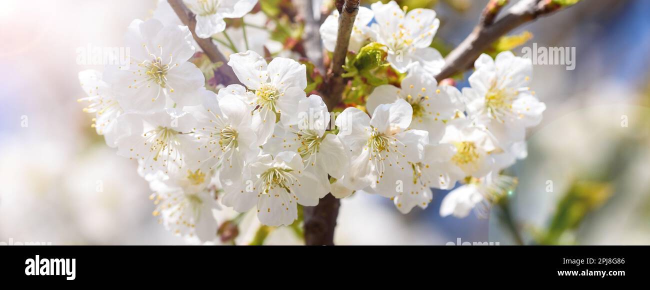 Vista dei fiori bianchi sul ramo di un ciliegio all'inizio della primavera. Immagine intestazione banner. Foto Stock