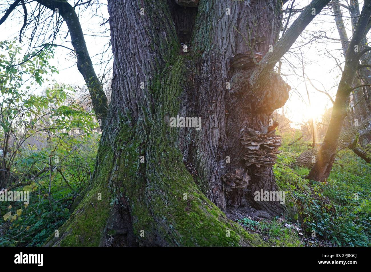funghi marroni gialli su un grande albero. Braune gelbe Pilze un einem Großen Baum. Foto Stock