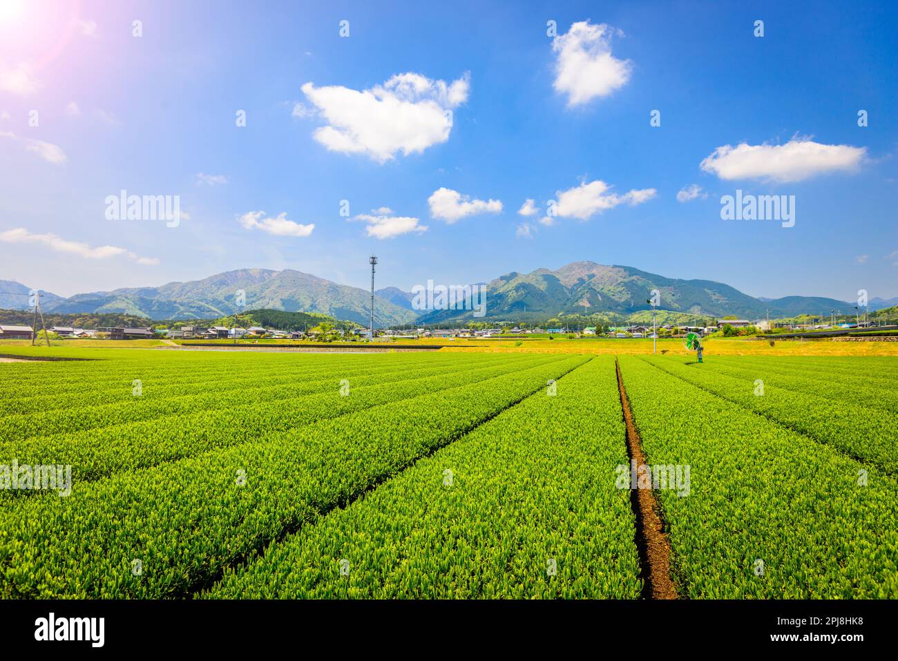 La piantagione di tè paesaggio di Yokkaichi, Giappone. Foto Stock