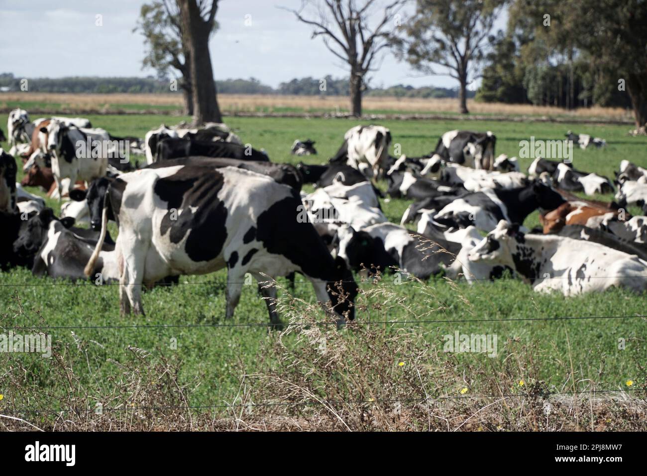 Una mandria di vacche da latte Holstein nere e bianche incinte in un paddock. Foto Stock