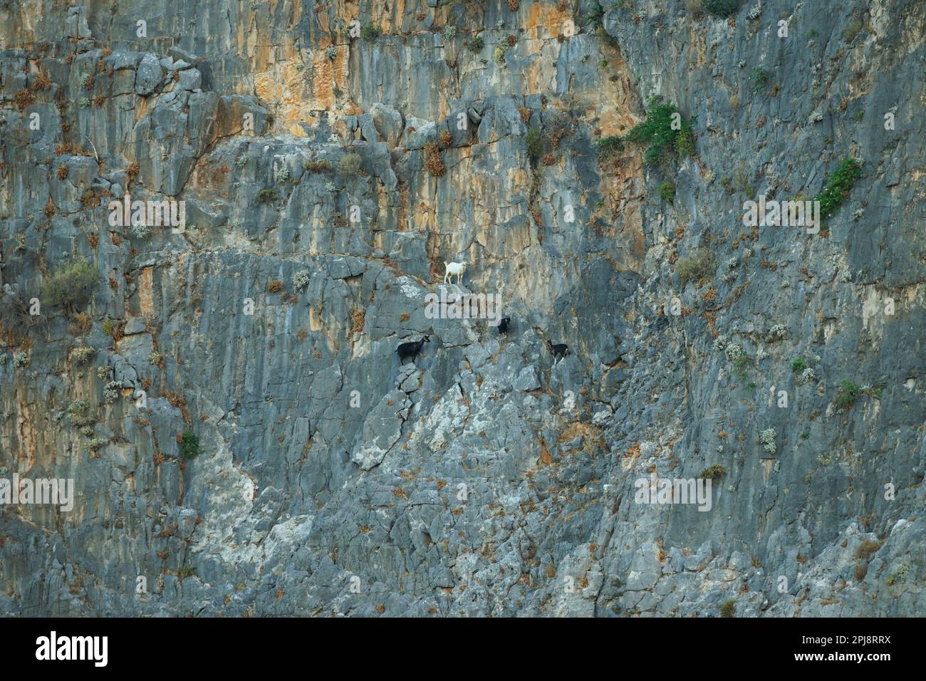 Capre di capra salire ripida parete rocciosa nella natura greca da una spiaggia baia lato est di Rodi Odos Odstern Strand Bucht Ziegen klettern Foto Stock