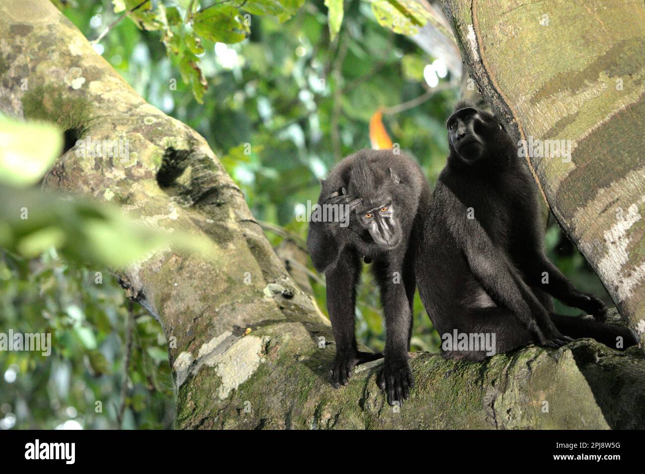 Un macaco soldato (Macaca nigra) tocca la sua fronte in piedi sull'albero nella Riserva Naturale di Tangkoko, Sulawesi settentrionale, Indonesia. Il cambiamento climatico e le malattie stanno emergendo minacce ai primati, E circa un quarto delle catene montuose dei primati hanno temperature superiori a quelle storiche, secondo un team di scienziati guidati da Miriam Plaza Pinto (Departamento de Ecologia, Centro de Biociências, Universidade Federal do Rio Grande do Norte, Natal, RN, Brasile) nel loro rapporto scientifico pubblicato su Nature nel gennaio 2023. Foto Stock