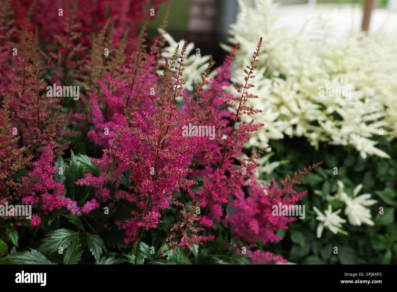 Belle piante di Astilbe in fiore con foglie verdi, primo piano Foto Stock