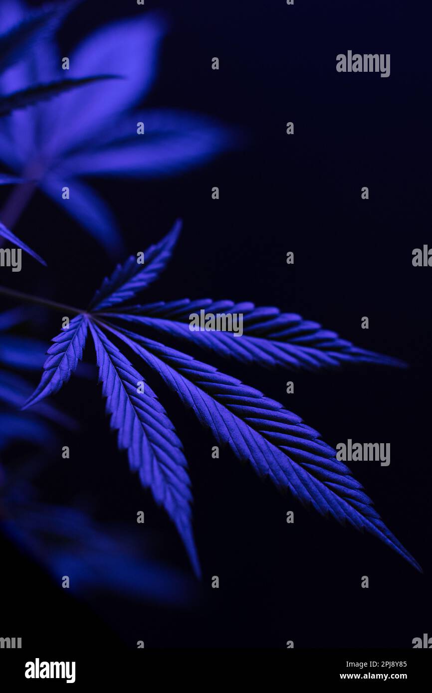 Pianta di cannabis in primo piano in chiaro di luna, tinta viola, formato verticale Foto Stock