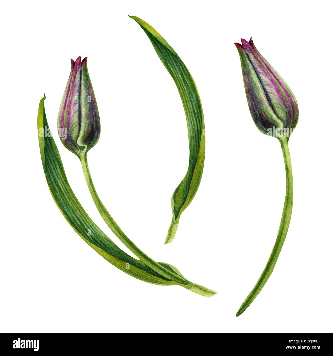 Acquerello illustrazioni floreali disegnate a mano di tulipani rosa brillante per gli inviti di nozze, le schede, i regali di compleanno e di giorno della madre, gli adesivi, le bandiere Foto Stock