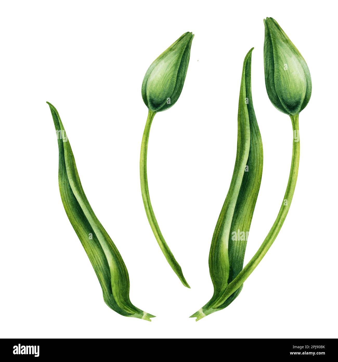 Acquerello illustrazioni floreali disegnate a mano di tulipani rosa brillante per gli inviti di nozze, le schede, i regali di compleanno e di giorno della madre, gli adesivi, le bandiere Foto Stock