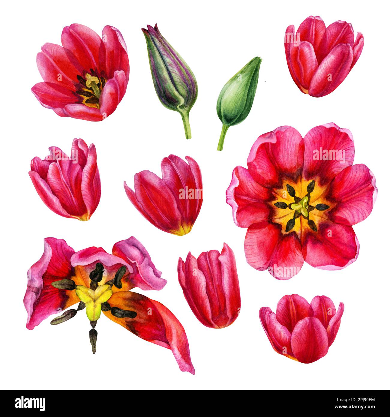 Acquerello illustrazioni floreali disegnate a mano di tulipani rosa brillante per gli inviti di nozze, le schede, i regali di compleanno e di giorno della madre, gli adesivi, le bandiere Foto Stock