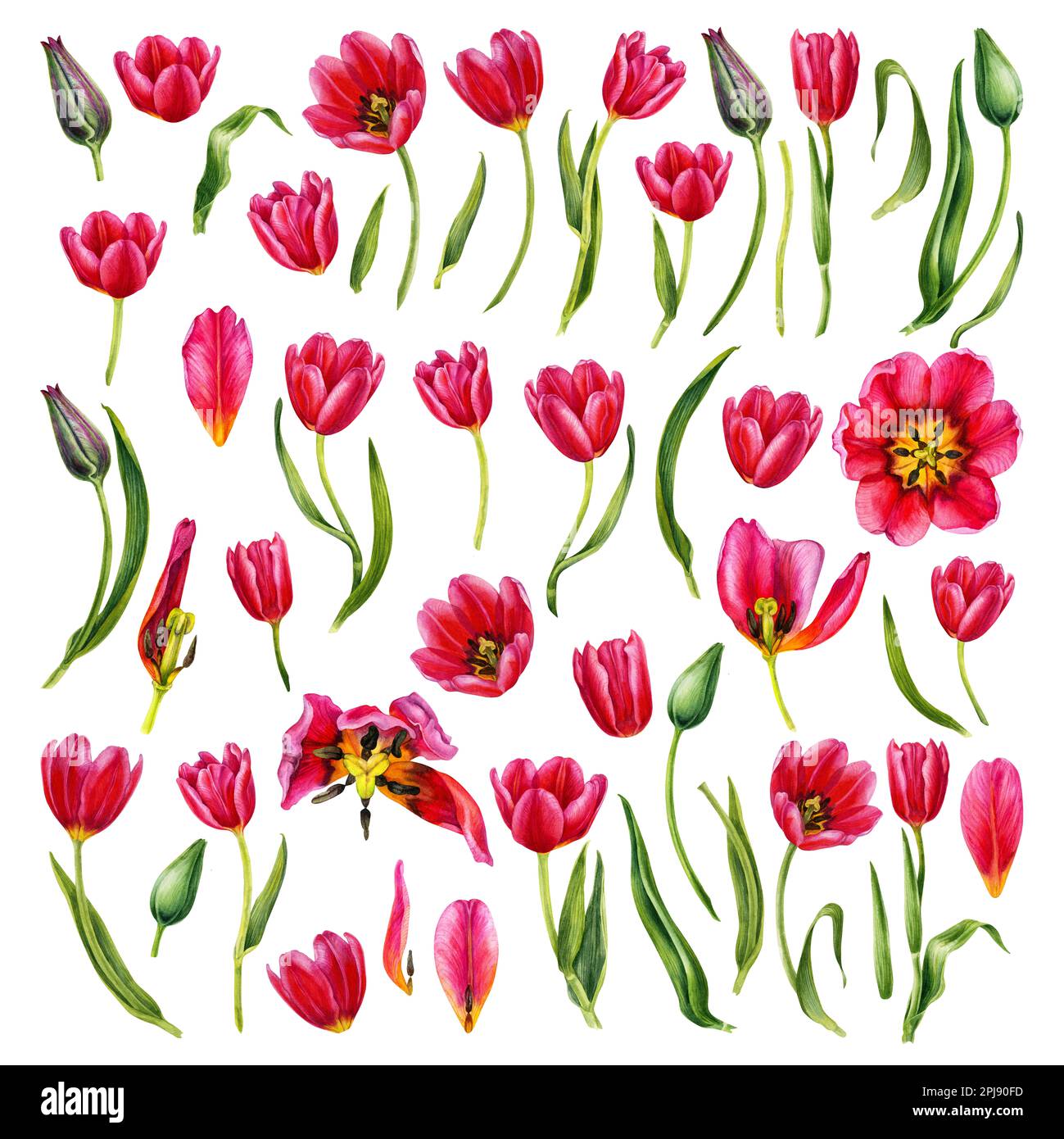 Acquerello illustrazioni floreali disegnate a mano di tulipani rosa brillante per gli inviti di nozze, le schede, i regali di compleanno e di giorno della madre, gli adesivi, le bandiere Foto Stock