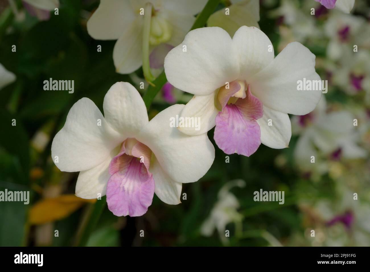 Bellissimo fiore rosa-bianco orchidea nel giardino. Foto Stock