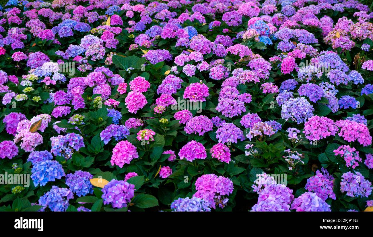 Hydrangea macrophylla in giardino. Idrangea macrofilla Foto Stock