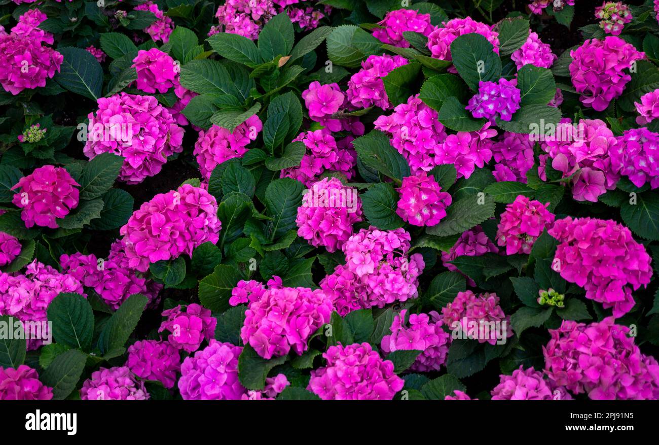 Hydrangea macrophylla rosa nel giardino. Idrangea macrofilla Foto Stock