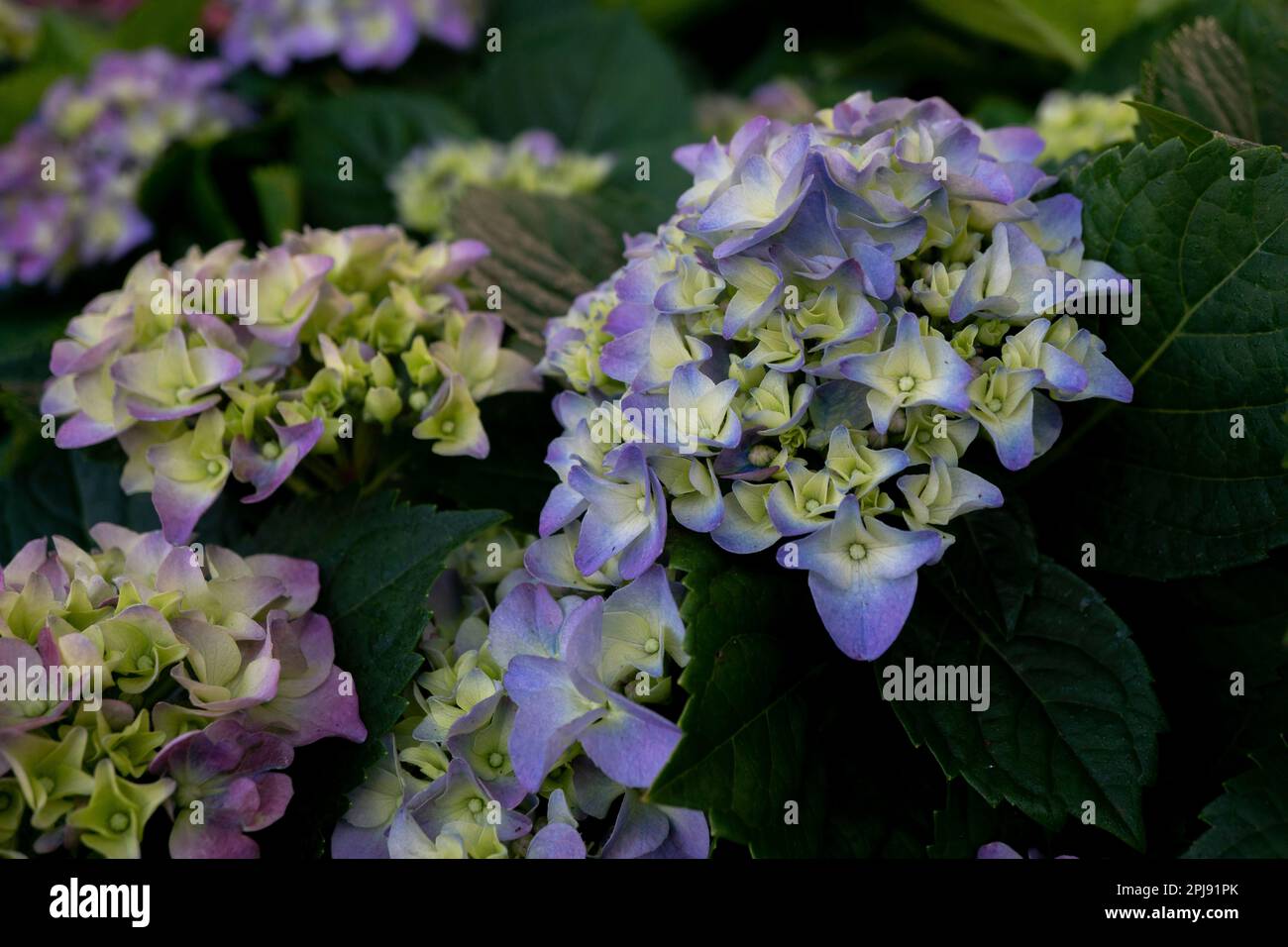 Hydrangea macrophylla in giardino. Idrangea macrofilla Foto Stock