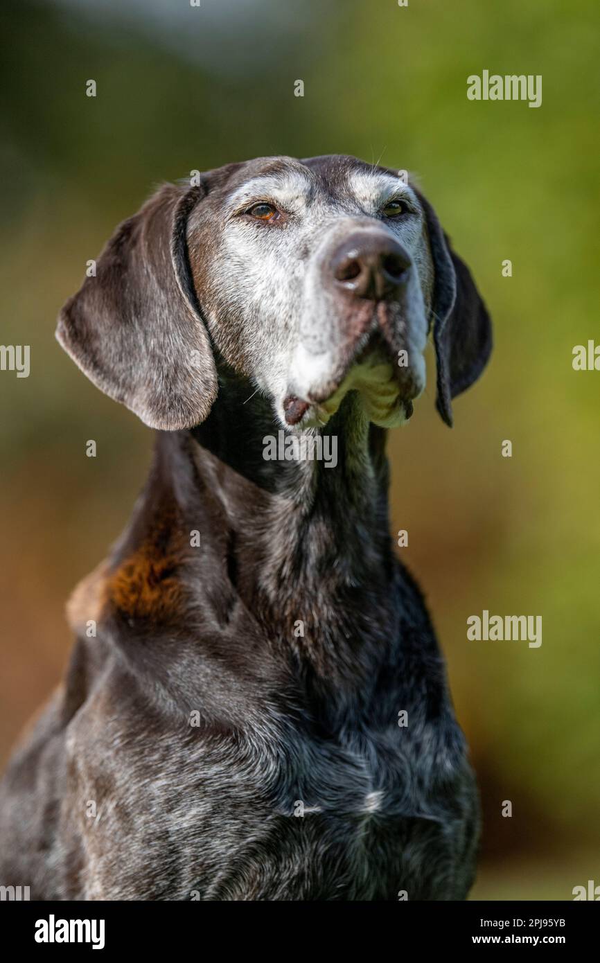 Ritratto di un cane puntatore Shorthaired tedesco Foto Stock