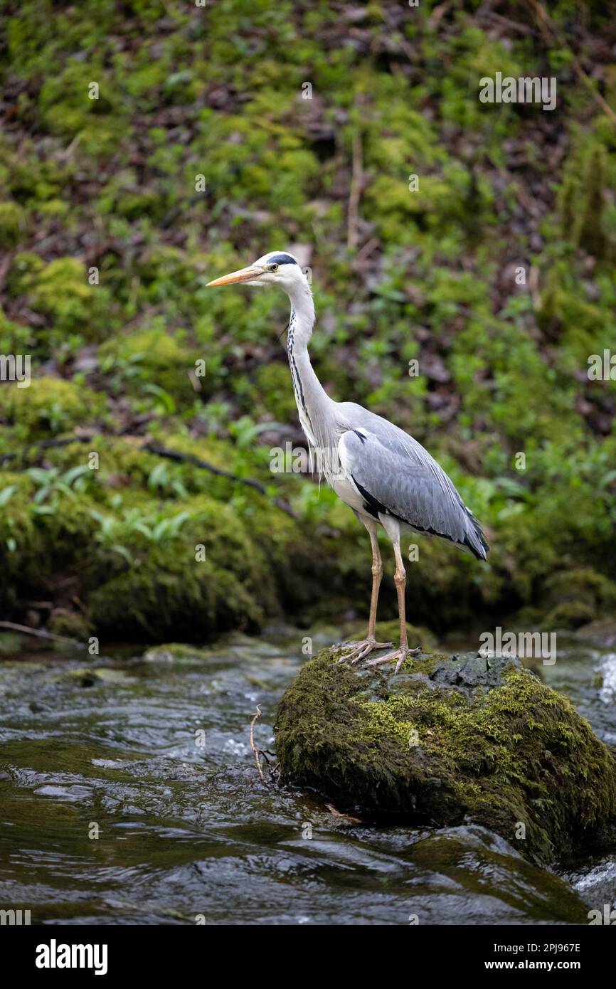 Grey Heron (Ardea cinerea) sorge su una roccia mossy in un fiume - Yorkshire, Regno Unito (aprile 2022) Foto Stock