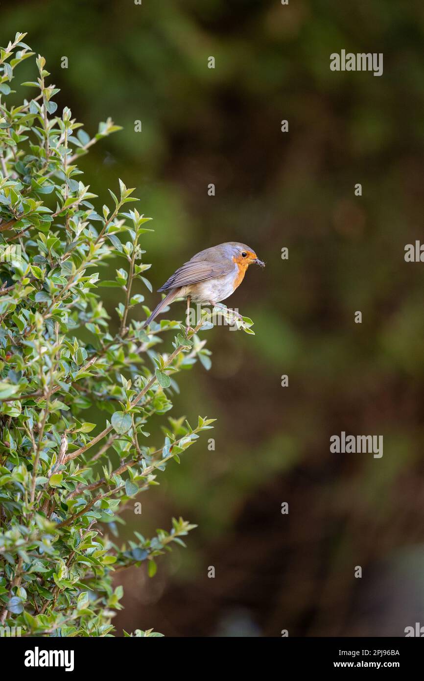 Robin europeo (Erithacus rubecula) arroccato in una siepe - Yorkshire, Regno Unito (aprile 2022) Foto Stock
