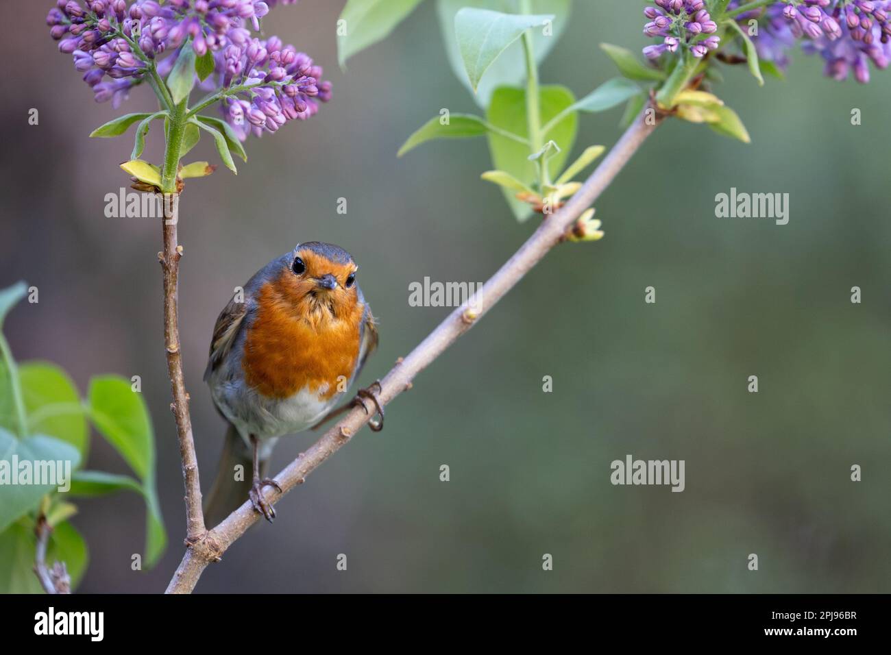 Robin europeo (Erithacus rubecula) arroccato in un albero di lilla viola - Yorkshire, Regno Unito (aprile 2022) Foto Stock